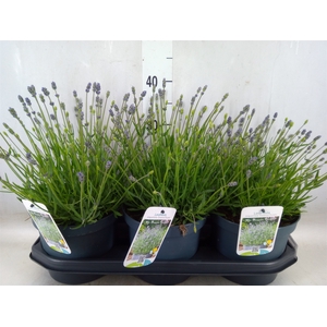 Lavandula angus. 'Essence Pure'