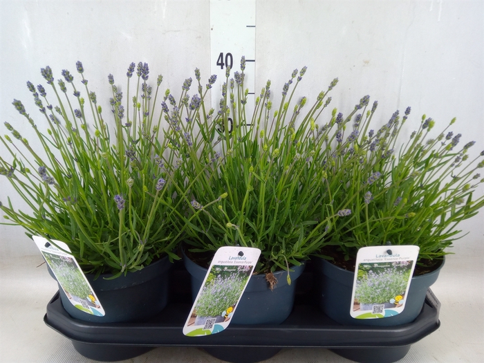 <h4>Lavandula angus. 'Essence Pure'</h4>