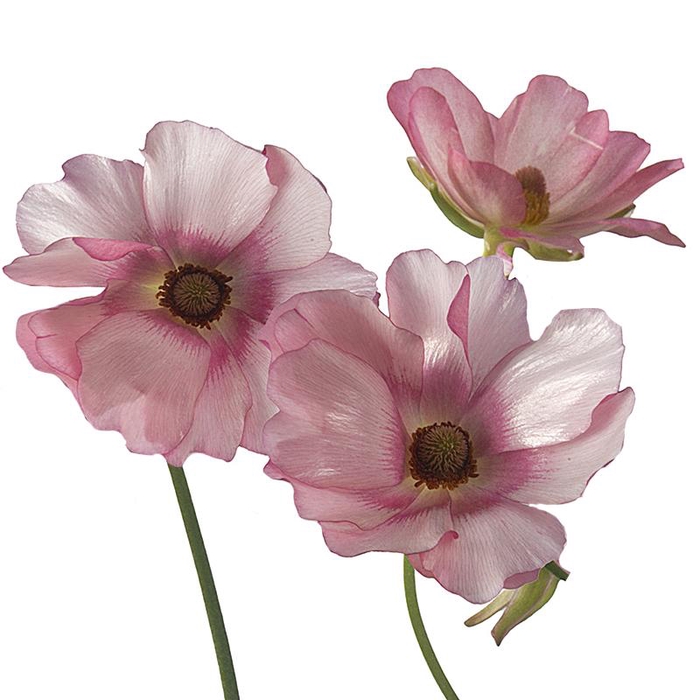 <h4>Ranunculus Butterfly Lycia</h4>
