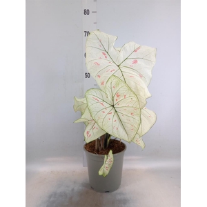 Caladium   ...