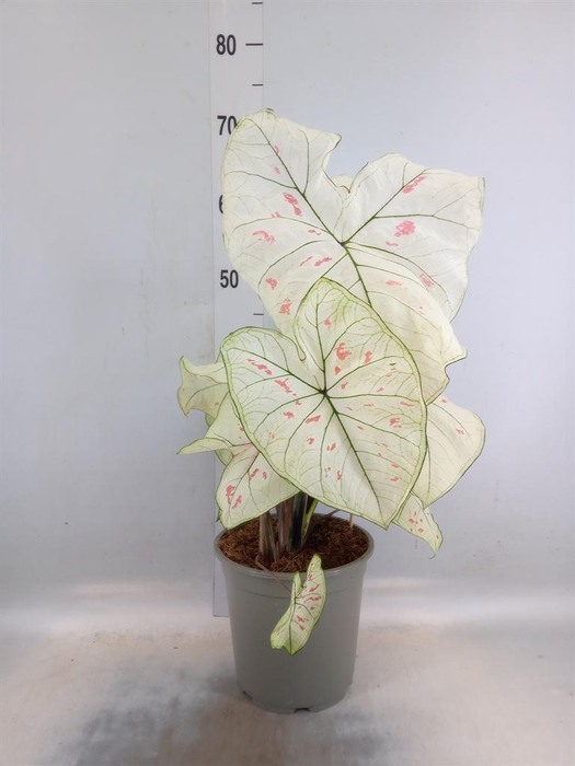<h4>Caladium   ...</h4>