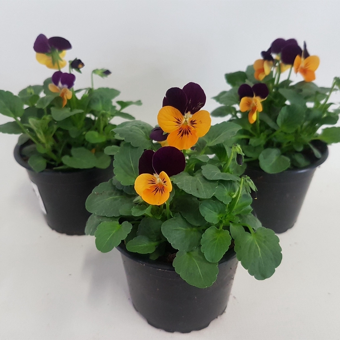 <h4>Viola cornuta oranje met paarse vlag</h4>