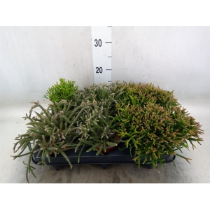 Rhipsalis   ...mix