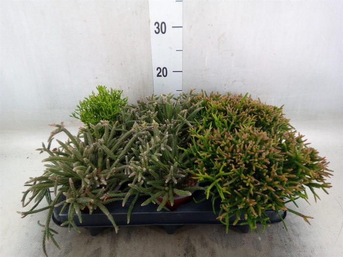 <h4>Rhipsalis   ...mix</h4>