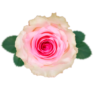 R GR MANDALA Naranjo