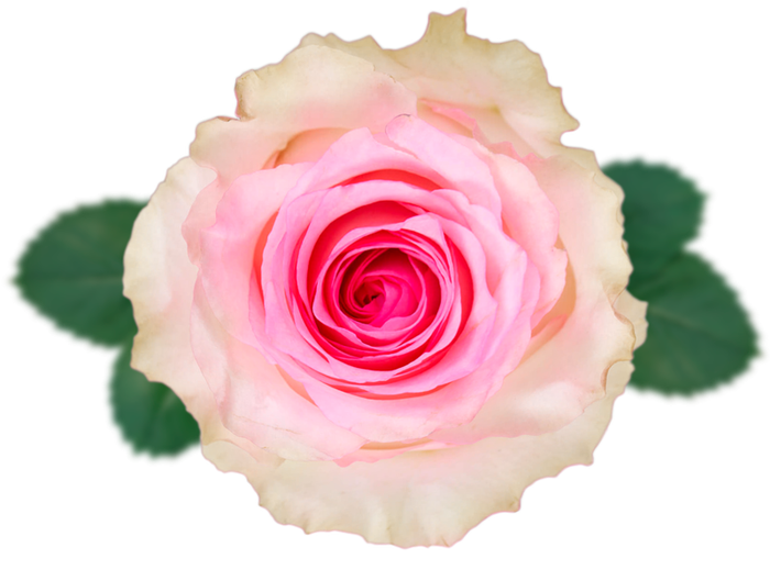 <h4>R GR MANDALA Naranjo</h4>