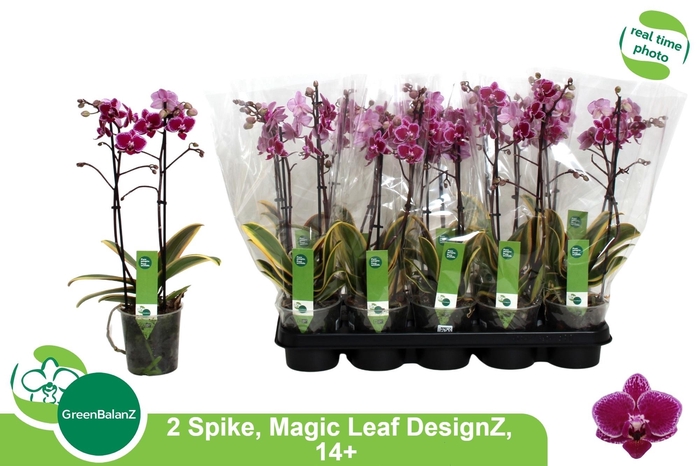 <h4>PHAL MF MAGIC LEAF</h4>