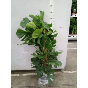 Monstera pertusum