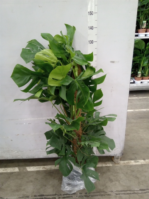 <h4>Monstera pertusum</h4>