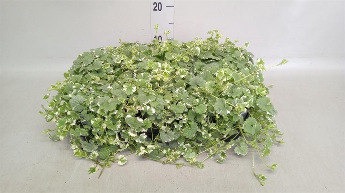 <h4>Glechoma hederacea</h4>