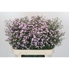 Aster Baby Pink Pearl