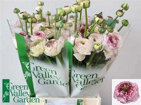 <h4>Ran Aazur White Str</h4>