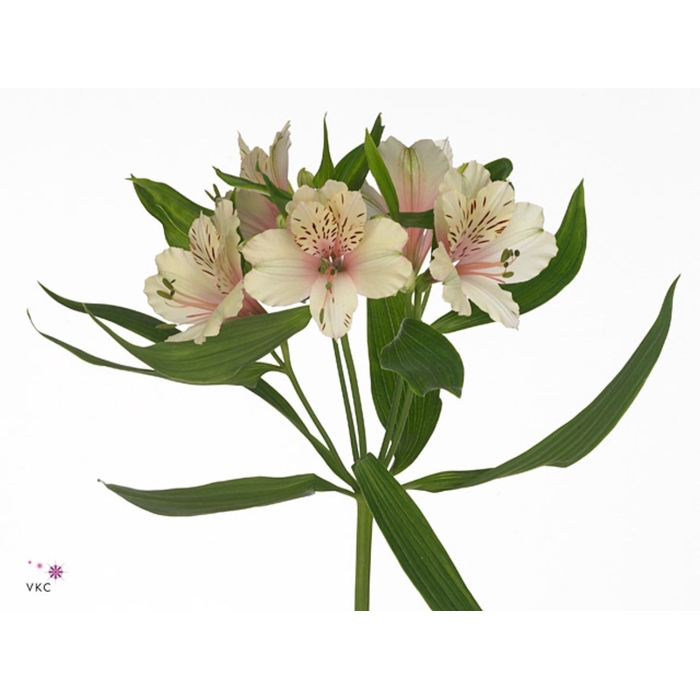 <h4>Alstroemeria Dirty Dancing</h4>