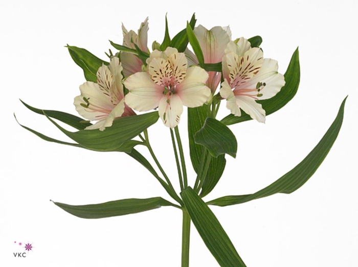 Alstroemeria Dirty Dancing