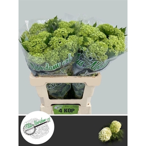 Viburnum Roseum St 60cm 4hd