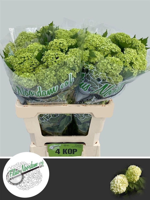 <h4>Viburnum Roseum St 60cm 4hd</h4>