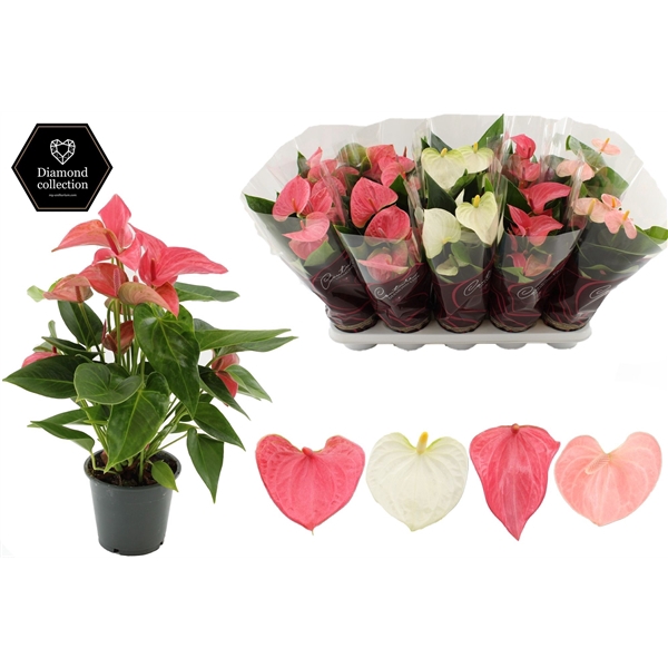<h4>Anthurium Pastel mix in Couture Diamond Line Purple sleeve</h4>