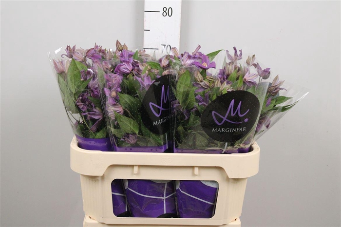 <h4>Clem Amazing Geneva</h4>