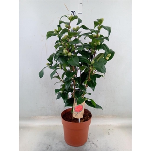 Camellia reticulata 'Mary Williams'