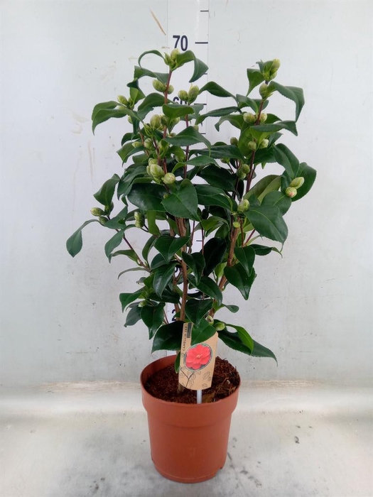 <h4>Camellia reticulata 'Mary Williams'</h4>
