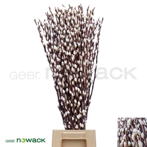 SALIX WILGENKATJES