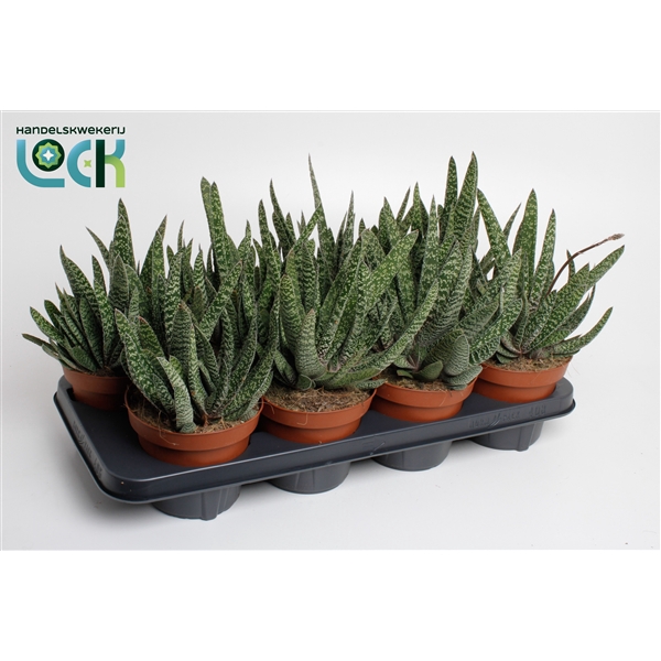 <h4>Gasteria Carinata 'Big Ben</h4>