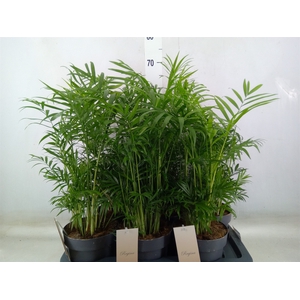 Chamaedorea elegans
