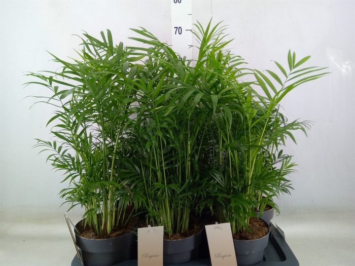<h4>Chamaedorea elegans</h4>