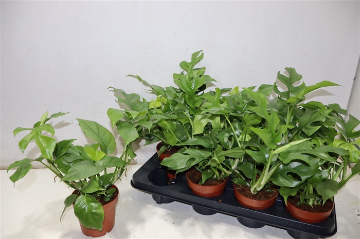 <h4>Rhaphido Tetrasperma</h4>
