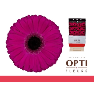 Gerbera Aladin Diamond