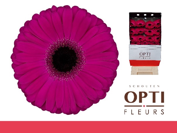 <h4>Gerbera Aladin Diamond</h4>