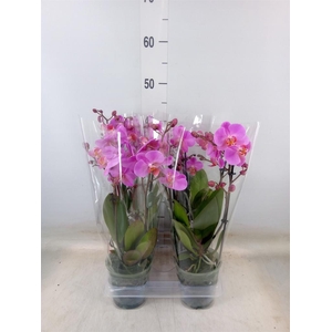 Phalaenopsis  'Ant Fredrikstad'