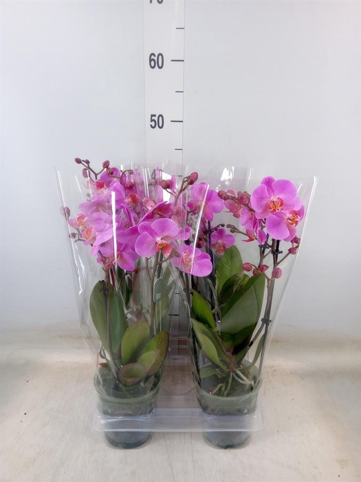 <h4>Phalaenopsis  'Ant Fredrikstad'</h4>