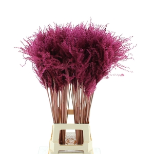 Dried Stipa Feather Dark Cerise