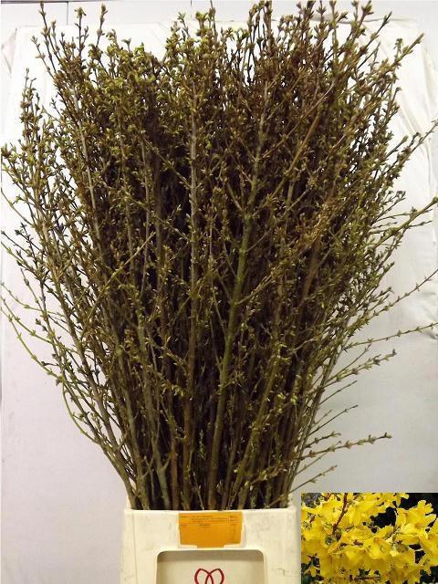 <h4>FORSY I SPECTABILIS</h4>