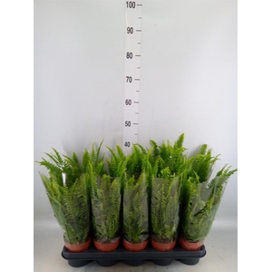 Nephrolepis exal. 'Green Lady'