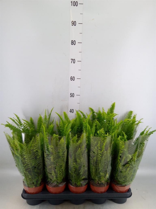 <h4>Nephrolepis exal. 'Green Lady'</h4>