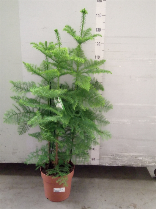 <h4>Araucaria heterophylla</h4>