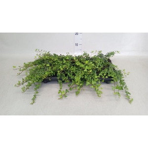 Hedera helix 'Spetchley'
