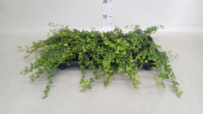 <h4>Hedera helix 'Spetchley'</h4>