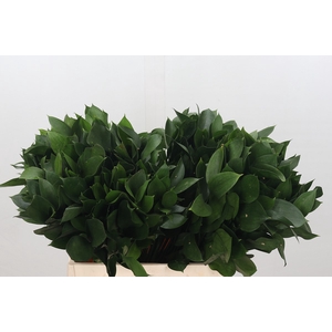 Ruscus Israel