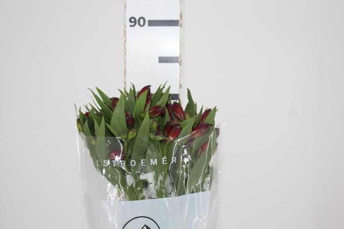 <h4>ALSTROEMERIA NATALYA 080 CM</h4>