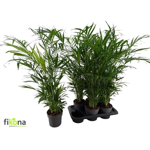 CHAMAED CATARACTARUM