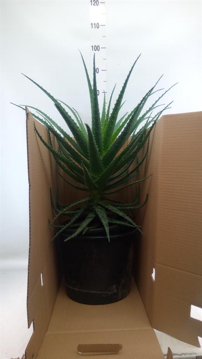 <h4>Aloe arborescens</h4>