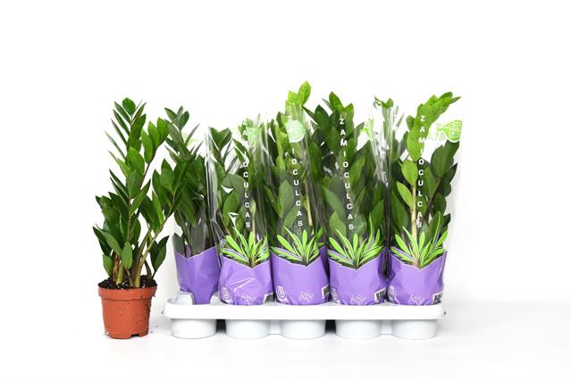 Zamioculcas zamifolia 12Ø 50cm 3st