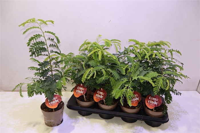 <h4>arr8 Tamarindus Indica</h4>