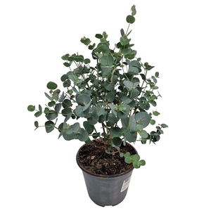Eucalyptus Gunnii Bush