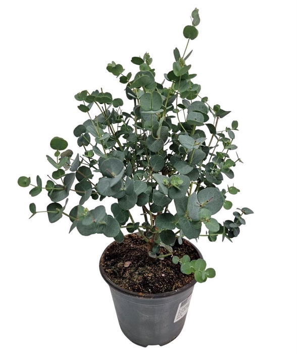 <h4>Eucalyptus Gunnii Bush</h4>