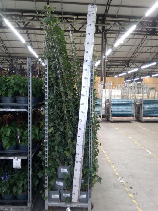 <h4>Hedera helix</h4>