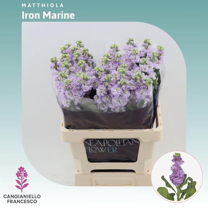 <h4>Matthiola Iron Marine</h4>